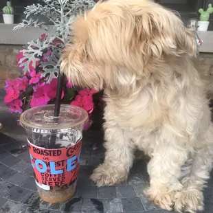 Cold brew on tap