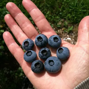 Colello&apos;s own Blueberries grown on the property.  U Pick in the late summer with 3 varieties.  Naturally grown.