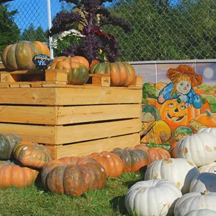 Locally grown pumpkins in our pumpkin patch.  Join us for our fall festival &quot;Hootenanny&quot; with games, music, and lots of samples!