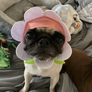 Diane L.