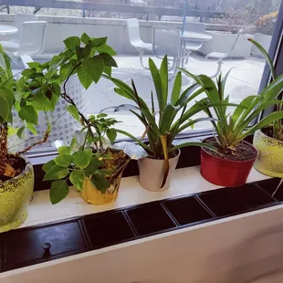 Plants in the window!