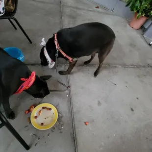 You can't beat the location,  Cocktails are refreshing and their outdoor seating is perfect for pups.