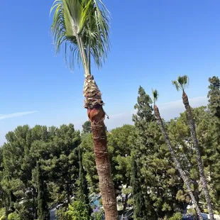 a palm tree