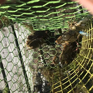 Crabs off the dock
