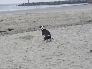 Fort David Military Surplus