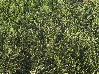 Keystone Little League