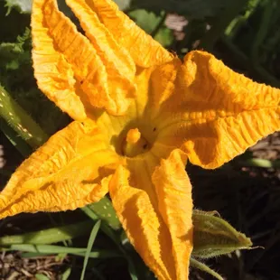 Pumpkin blossom