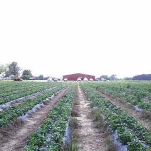 Strawberry Field
