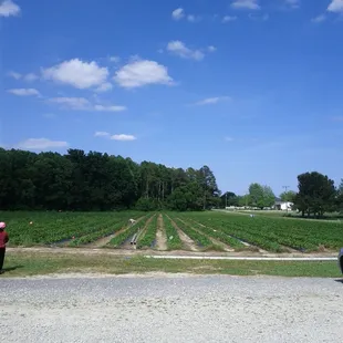 Strawberry Field