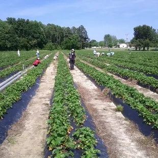 Strawberry Field