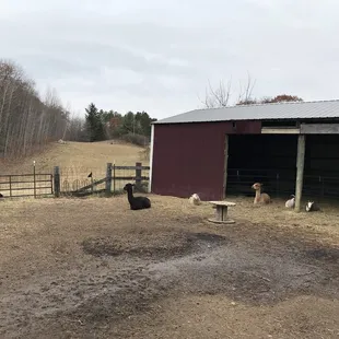 a barn with animals in the yard