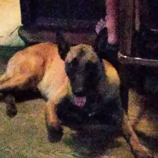 Friendly and smart dogs here!