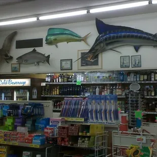 Inside Colombo, look at the pretty fish!