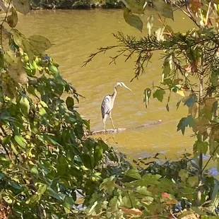 Heron - Francis Beatty Park October 22, 2023
