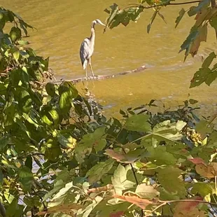 Heron - Francis Beatty Park October 22, 2023