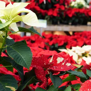 Poinsettias