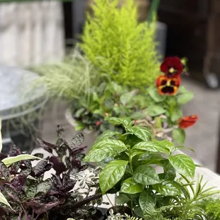 Beautiful plants at the plant bar