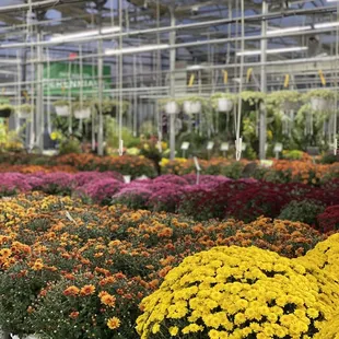 Views from the garden