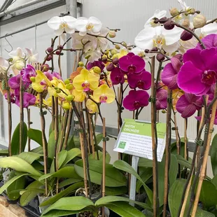 Moth orchids