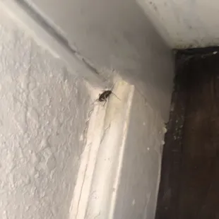 Roaches In apartment bathroom.