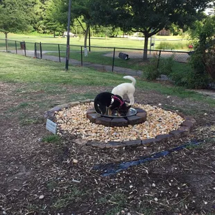 Dog pool area