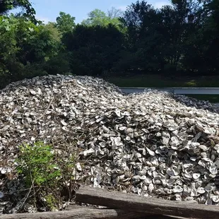 This huge pile of oyster shells get burned on an as needed basis to create lime which is used in mortar and plaster.
