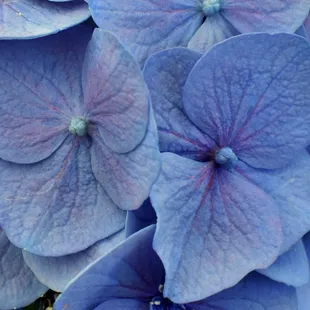 A afternoon in the green house