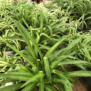 Bought one of these. Indirect light, no signs posted so who knew?!