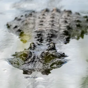 Colorado Gators Reptile Park.  Waiting for a meal.