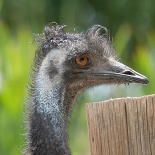 Colorado Gators Reptile Park.  Emu with a wild and crazy 'do.