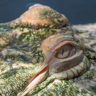 Colorado Gators Reptile Park.  Albino Gator.