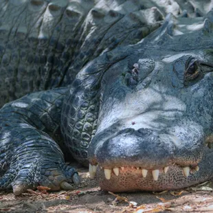 Colorado Gators Reptile Park.  The big boy.