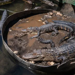 Colorado Gators Reptile Park.  First gator enclosure.
