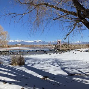 view of the mountains from the path along the pond, as well as the geese and ducks in the pond