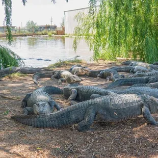 Colorado Gators Reptile Park.  Gators going after ground beef.
