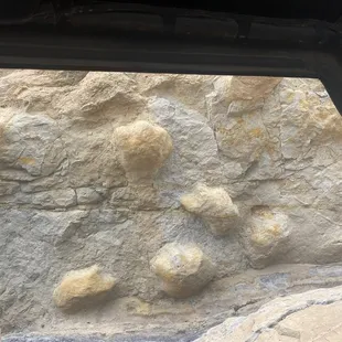 Dinosaur prints