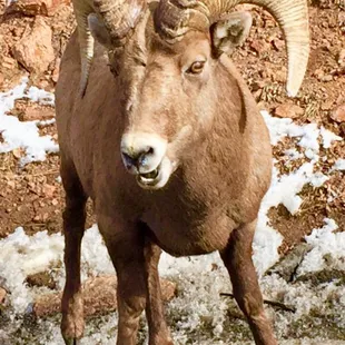Bighorn sheep spotted along a jeep tour to Royal Gorge.