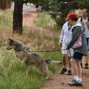 wolf about to pounce on mouse