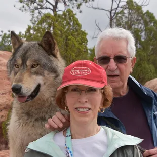 gentle wolf