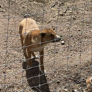 Dingo type dog