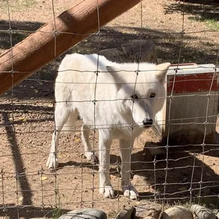 Arctic wolf