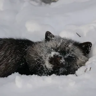 zak the red fox, in the snow March 2024