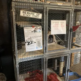 Ferrets