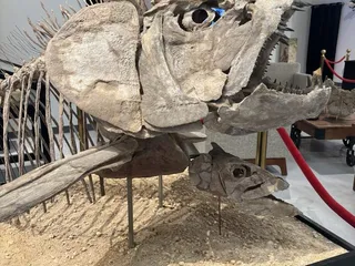 Geo Decor Fossils & Minerals