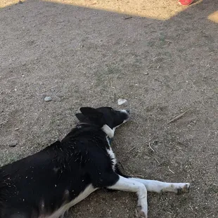 The wet dog that jumped on us!