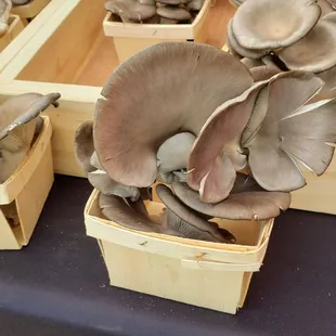 Blue Oyster mushrooms from Skagit!