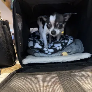 My traveling companion was welcome