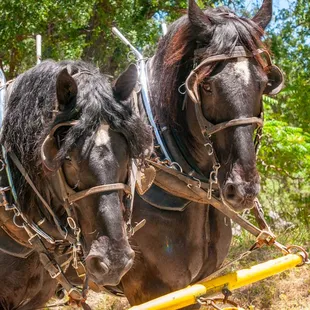 Columbia Stage Line has many teams of horses. Pete and Colby love working in Columbia State Historic Park!
