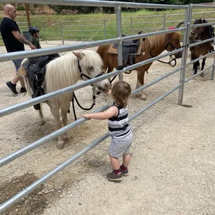 Ponies