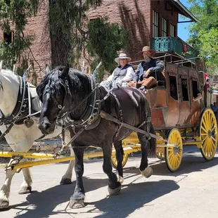 Columbia Stage Line&apos;s fine Percherons, Mason and Pete, are heading out for a lovely summer ride.